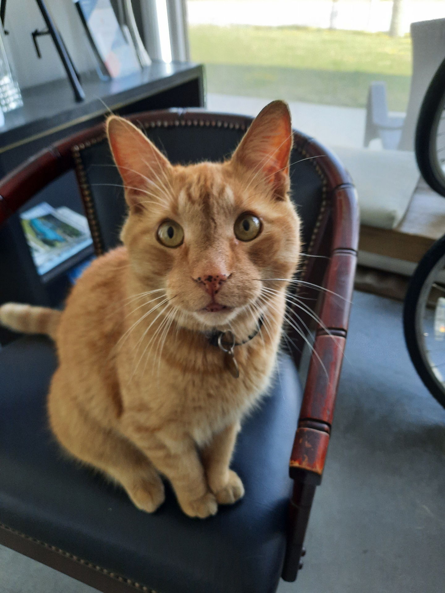 Max le chat, gardien du site